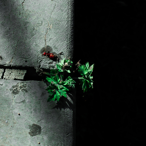 久久国产亚洲精品AV香蕉
